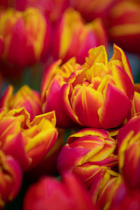 Full frame shot of red tulips