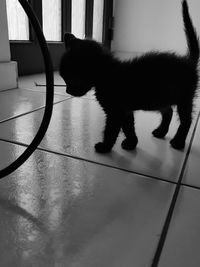 Cat standing on floor at home