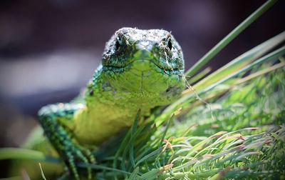 Westliche smaragdeidechse  lacerta bilineata beim morgendlichen sonnenbad im moselhang