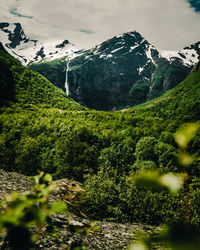 Plants growing on land against mountains