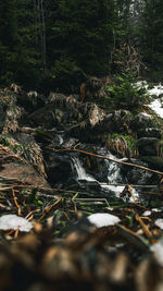 River flowing through rocks in forest