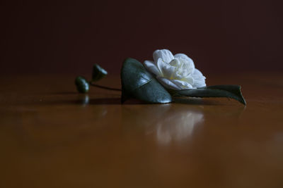 Close-up of rose flower on table