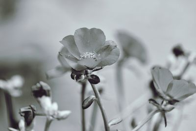 Close-up of white flowering plant