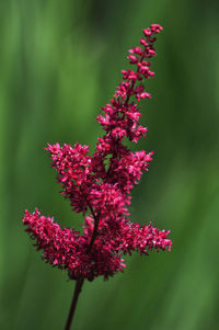 Close-up of pink flowering plant