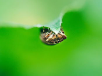 Close-up of spider on green leaf