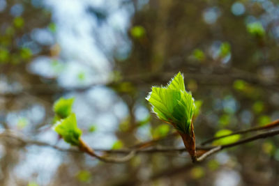 Close-up of plant