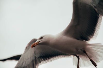 Low angle view of seagull flying against clear sky