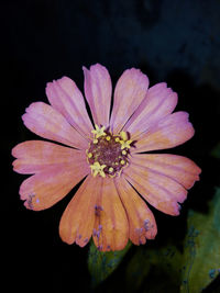 Close-up of pink flower