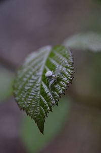 Close-up of spider on leaf 