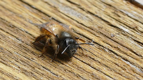 Close-up of insect on wood