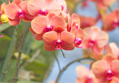 Close-up of pink flowering plant in park