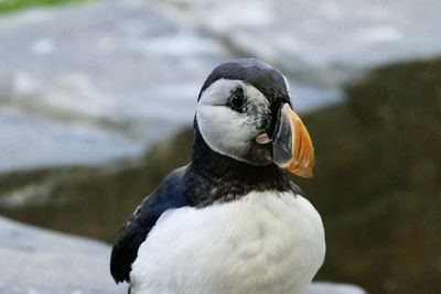 Close-up of a bird looking away