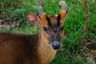 Close-up portrait of deer