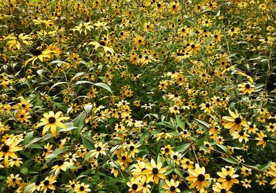 Flowers growing in grass