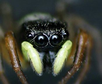 Close-up of animal eye