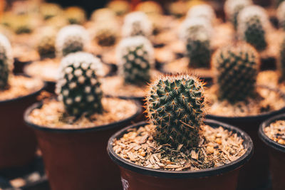 Close-up of succulent plant