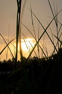 Plants growing on field at sunset