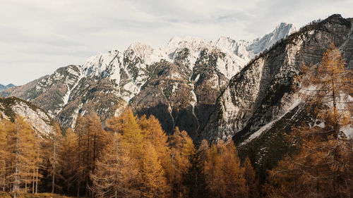 Aerial photo of golden larch trees and spectacular mountain view