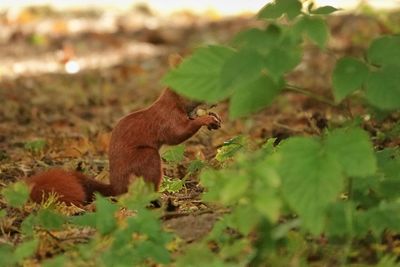 Side view of squirrel on rock