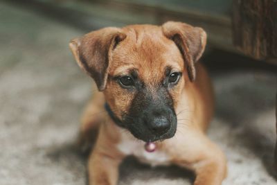 Close-up portrait of puppy