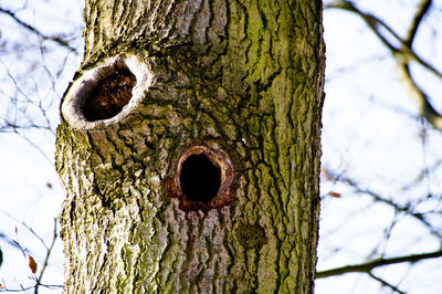 Low angle view of tree trunk