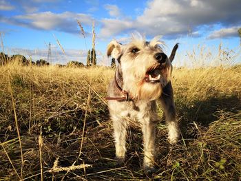 Dog standing in field