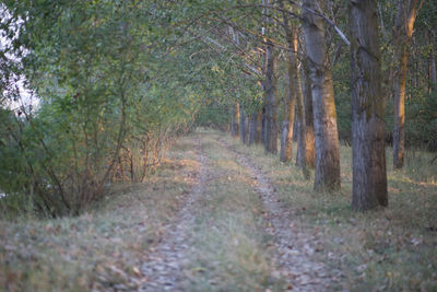 Dirt road in forest