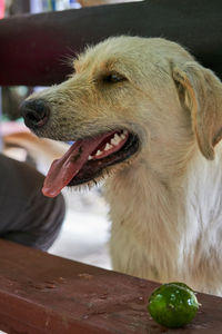 Close-up of dog sitting