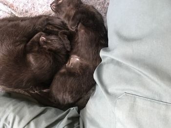 High angle view of dog sleeping on bed