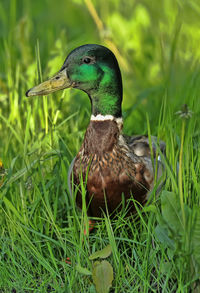 Close-up of a bird on grass