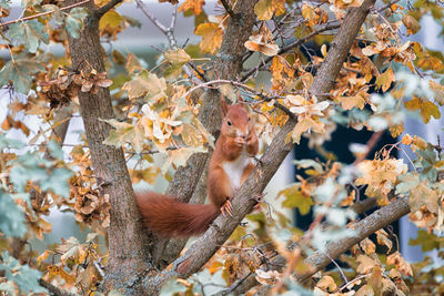 View of monkey on tree branch