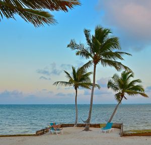 Palm tree on beach against sky