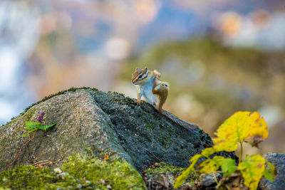 Close-up of squirrel on moss