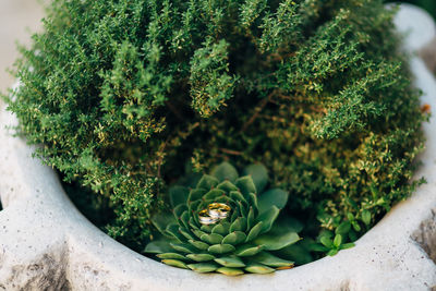 Close-up of succulent plant