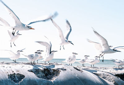 Flock of birds flying over snow covered landscape