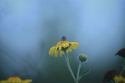 Close-up of yellow flower against blurred background