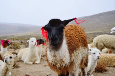 Herd of lamas in the mountains