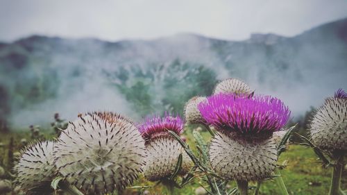 Close-up of thistle blooming on field against sky