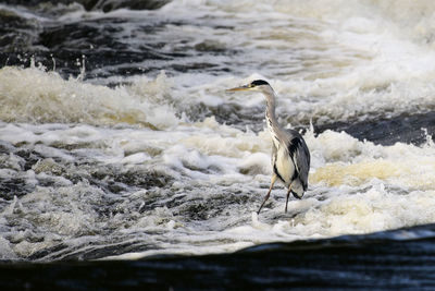 High angle view of gray heron on sea shore