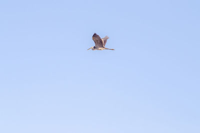 Low angle view of bird flying against clear sky