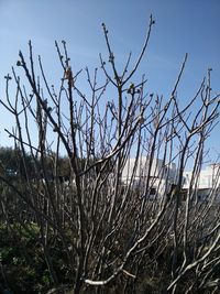 Close-up of plants against clear sky