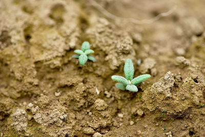 High angle view of small plant on rock