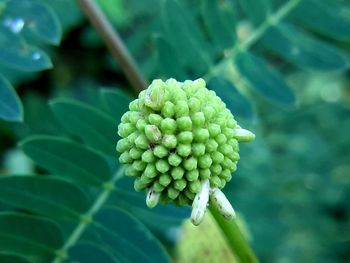 Close-up of flowering plant