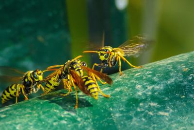 Wasps / hornets protecting their nest 