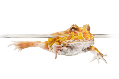 Insect on white background