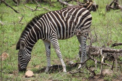 Close-up of zebra standing in grass