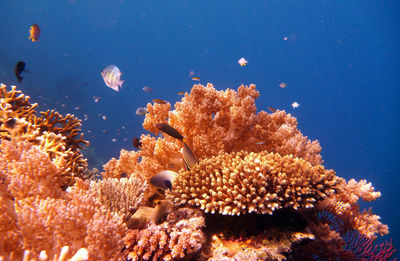 Coral reef of menjangan island - bali - indonesia