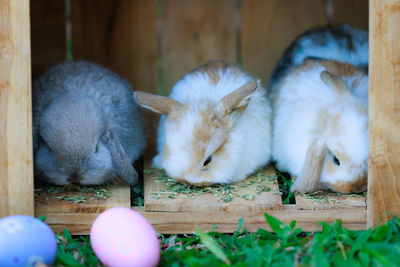 Close-up of rabbit on field