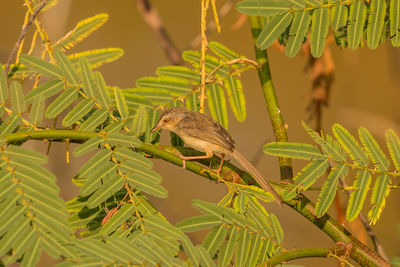 Close-up of bird perching on plant