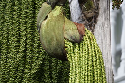 Close-up of pumpkin on tree